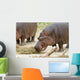 Hippopotamus