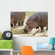 Hippopotamus