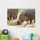 Hippopotamus