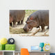 Hippopotamus