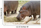 Hippopotamus