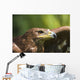 The Head Of An Eagle Wall Mural