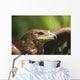 The Head Of An Eagle Wall Mural