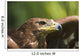 The Head Of An Eagle Wall Mural