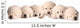 Yellow Lab Puppies Wall Decal