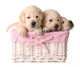 Lab Puppies Wall Decal