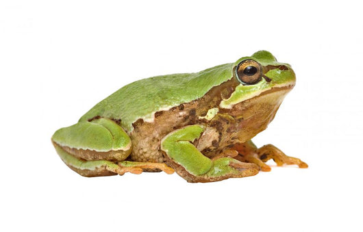 Treefrog White