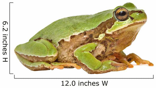 Treefrog White