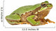 Treefrog White
