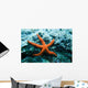 Red Starfish Rocks Wall Mural