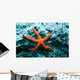 Red Starfish Rocks Wall Mural