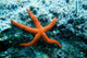 Red Starfish Rocks Wall Mural