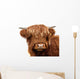 Highland Cattle Wall Decal