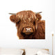Highland Cattle Wall Decal