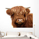 Highland Cattle Wall Decal