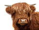 Highland Cattle Wall Decal