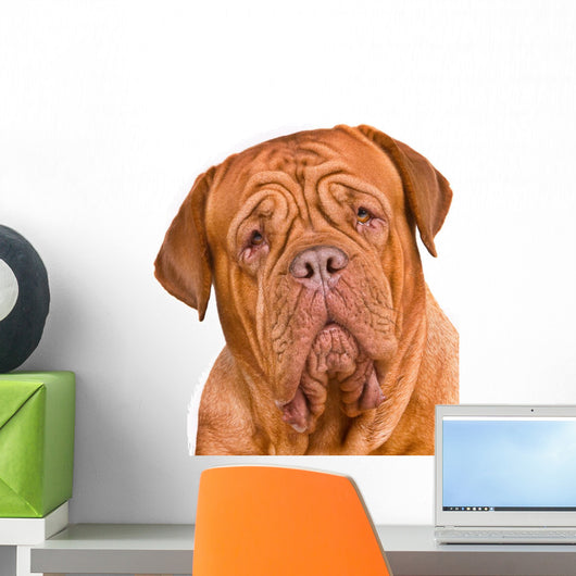 Dogue De Bordeaux Portrait Wall Decal