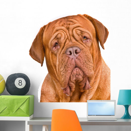 Dogue De Bordeaux Portrait Wall Decal