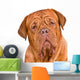 Dogue De Bordeaux Portrait Wall Decal