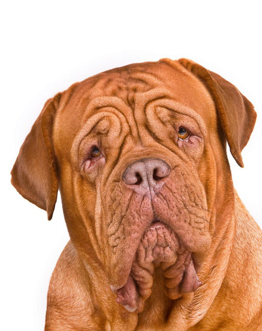 Dogue De Bordeaux Portrait Wall Decal
