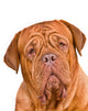 Dogue De Bordeaux Portrait Wall Decal