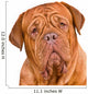 Dogue De Bordeaux Portrait Wall Decal