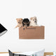 Adorable Pomeranian Puppies in a Cardboard Box Wall Decal