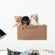 Adorable Pomeranian Puppies in a Cardboard Box Wall Decal