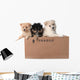 Adorable Pomeranian Puppies in a Cardboard Box Wall Decal