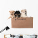 Adorable Pomeranian Puppies in a Cardboard Box Wall Decal