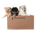 Adorable Pomeranian Puppies in a Cardboard Box Wall Decal