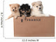 Adorable Pomeranian Puppies in a Cardboard Box Wall Decal