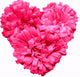 Pink Aster Flowers Heart Wall Decal