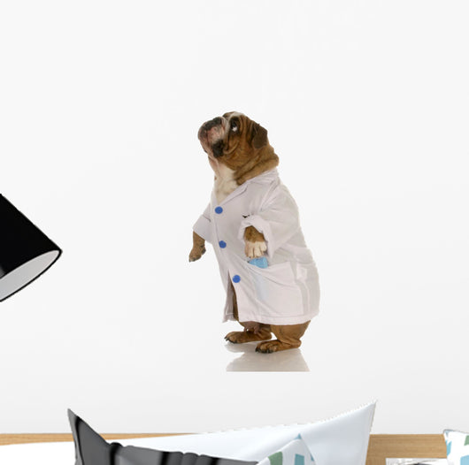 English Bulldog Standing Wearing White Doctor Coat Wall Decal