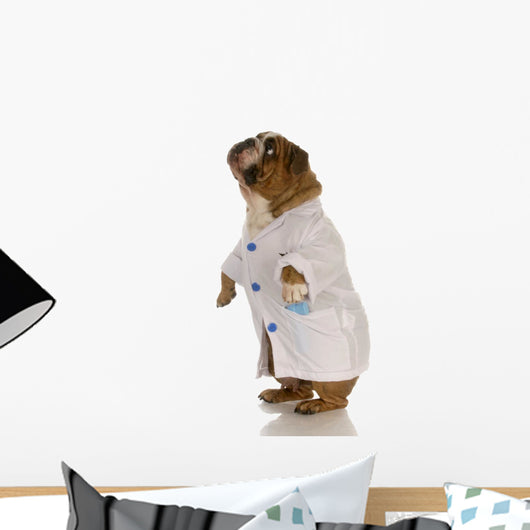 English Bulldog Standing Wearing White Doctor Coat Wall Decal