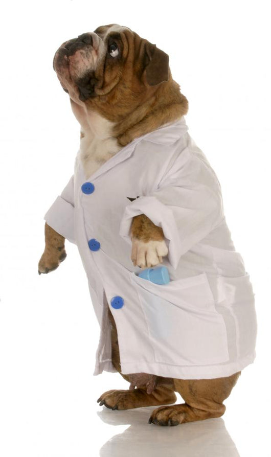 English Bulldog Standing Wearing White Doctor Coat Wall Decal