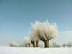 Winter Landscape with White Wall Decal