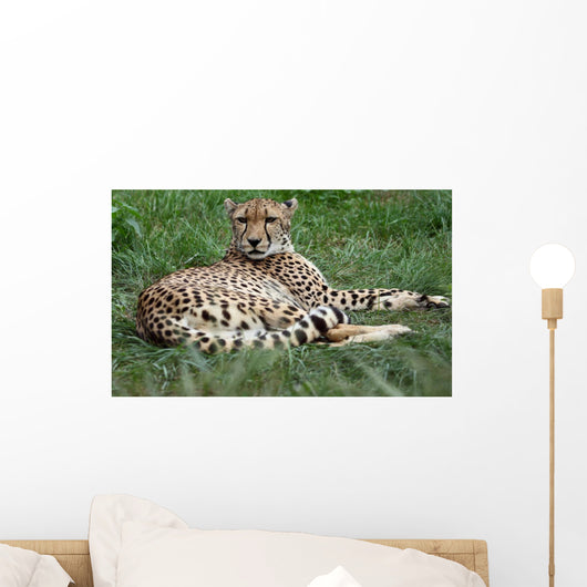 Close-up Beautiful Cheetah Acinonyclose-up Wall Mural