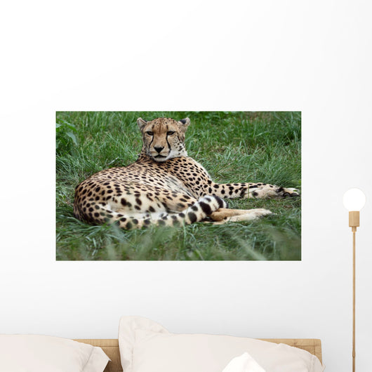 Close-up Beautiful Cheetah Acinonyclose-up Wall Mural