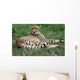 Close-up Beautiful Cheetah Acinonyclose-up Wall Mural