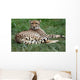 Close-up Beautiful Cheetah Acinonyclose-up Wall Mural