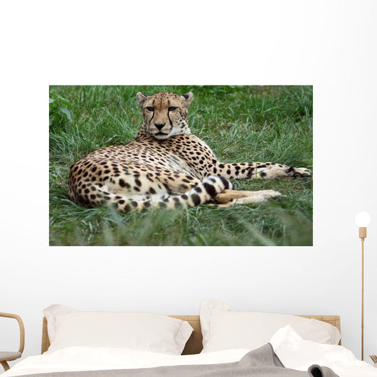 Close-up Beautiful Cheetah Acinonyclose-up Wall Mural