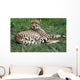 Close-up Beautiful Cheetah Acinonyclose-up Wall Mural