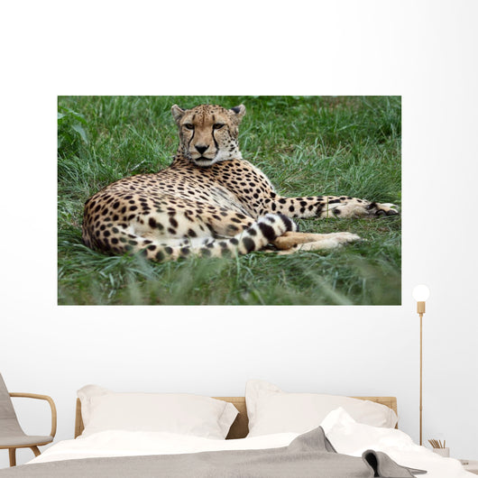 Close-up Beautiful Cheetah Acinonyclose-up Wall Mural
