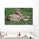 Close-up Beautiful Cheetah Acinonyclose-up Wall Mural