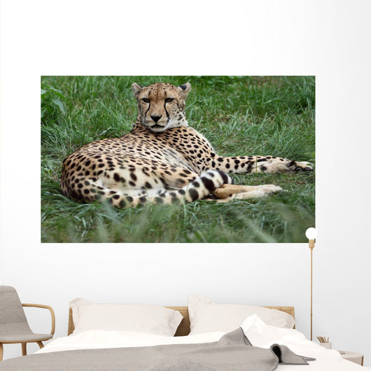 Close-up Beautiful Cheetah Acinonyclose-up Wall Mural