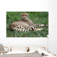 Close-up Beautiful Cheetah Acinonyclose-up Wall Mural