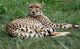 Close-up Beautiful Cheetah Acinonyclose-up Wall Mural