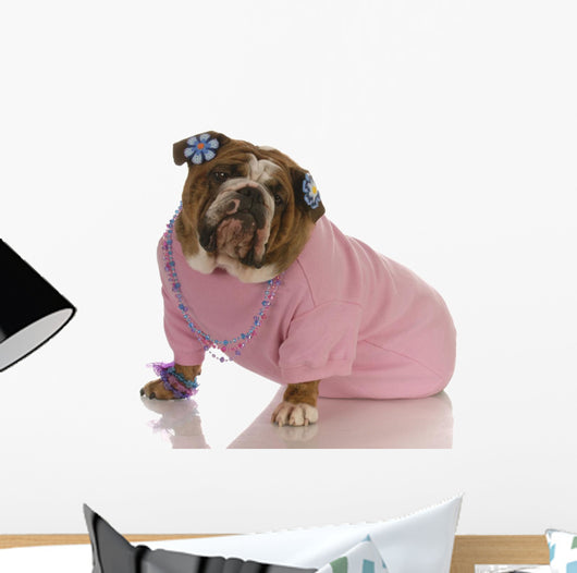Female English Bulldog Wearing Pink Clothing Wall Decal