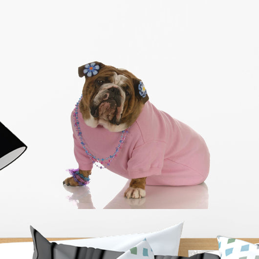 Female English Bulldog Wearing Pink Clothing Wall Decal